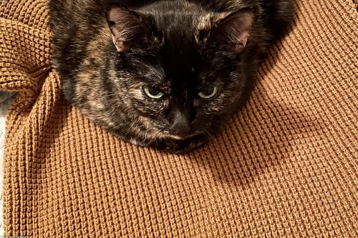 猫咪依偎针织衫，温馨呈现艾诗塔家居服的居家松弛感